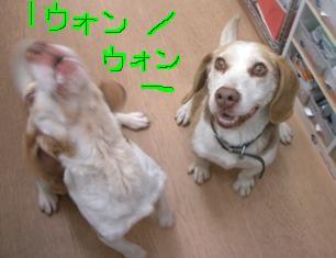 ひとりが鳴くと･･･.JPG
