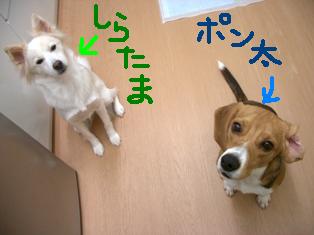ブログ用しらぽん.JPG