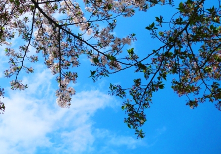 桜枝blog.JPG