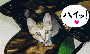 tora.JPG