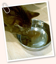 猫の水をたくさん飲む病気 